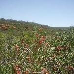 Wildflowers during spring in Kalbarri, Western Australia Blog
