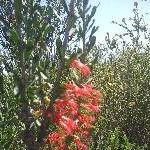 Wildflowers during spring in Kalbarri, Western Australia Photo Sharing