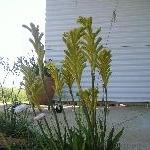 Wildflowers during spring in Kalbarri, Western Australia Blog Sharing