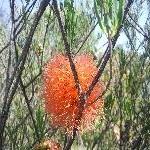 Wildflowers during spring in Kalbarri, Western Australia Diary Photo