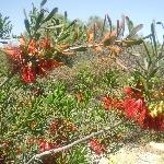 Wildflowers during spring in Kalbarri, Western Australia Vacation Experience