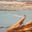 Wildlife on Gantheaume Point, Broome