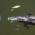 Platypus at Broken River, Eungella NP