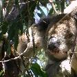 Photo Koala Holding close to Adelaide Cudlee Creek Australia