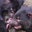 Launceston Australia Tasmanian Devils at Tasmania Zoo in Launceston