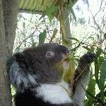 Koala eating eucalyptus in Brighton
