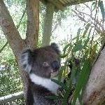Koala pictures in Brighton, Tasmania