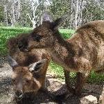 Kangaroos in Bonorong Wildlife Park, Brighton Australia