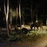 Chiang Mai Thailand Pictures of the Night Safari 