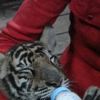 Holding a baby tiger in Chiang Mai, Chiang Mai Thailand
