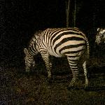 Zebra's at the Night Safari in Chiang Mai