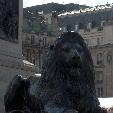 Static Lion on Trafalgar Square