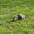 Curious squirrel in St James Park