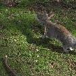 Squirrels in St. James Park, London