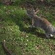 Squirrels in St. James Park, London