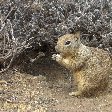 Cute Squirrel at Grand Canyon NP