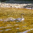 Spotting wildlife in Garden Route National Park