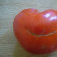 A real South African tomato