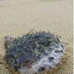 Balloon Fish on the beach 