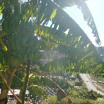 Knysna South Africa Banana leaves letting the sunshine through