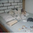 True Backpackers in Knysna