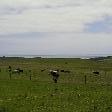 Cows on the hill in Bridgewater, Cape Bridgewater Australia