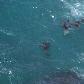 Photos of the seals in Cape Bridgewater