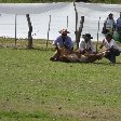 Salta Argentina Argentinian cowboys catch a cow