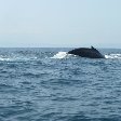 Whale Watching in Puerto Lopez