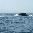 Whale Watching in Puerto Lopez, Puerto Lopez Ecuador
