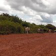 Ubajara Brazil Cows on the road near Ubajara