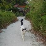 Lost kitty kat on Sunset Beach