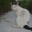 Photo of Annalisa
