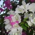 Thai flowers in blossom