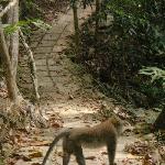 Ko Lanta Thailand Hey, there's a monkey on the trail