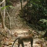 Hey, there's a monkey on the trail