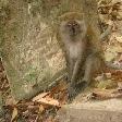 Curious monkey photos