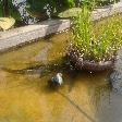 Fish pool in front of the hotel