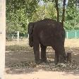 Baby elephant on a chain