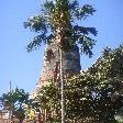 The tallest chedi of Ayutthaya