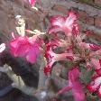 Pink flowers at the monastery, Ayutthaya