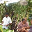 Bamboo cutting in Little India, Singapore Singapore