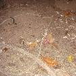 Ko Similan Thailand Hairy Crab Night Tour in Thailand