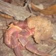 Ko Similan Thailand Hair crab walking through the bush