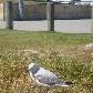 Pigeon on the Perth esplanade
