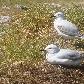 Cute birds on Perth's esplanade