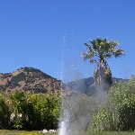 Old faithful in Galistoga, California