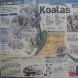 Port Macquarie Australia Information about koalas in Australia