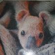 Port Macquarie Australia Baby Koala saved from bush fire