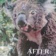 Koala after treatment in the hospital, Port Macquarie Australia